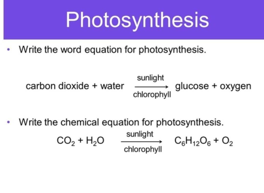 Photosynthesis Equation in Words