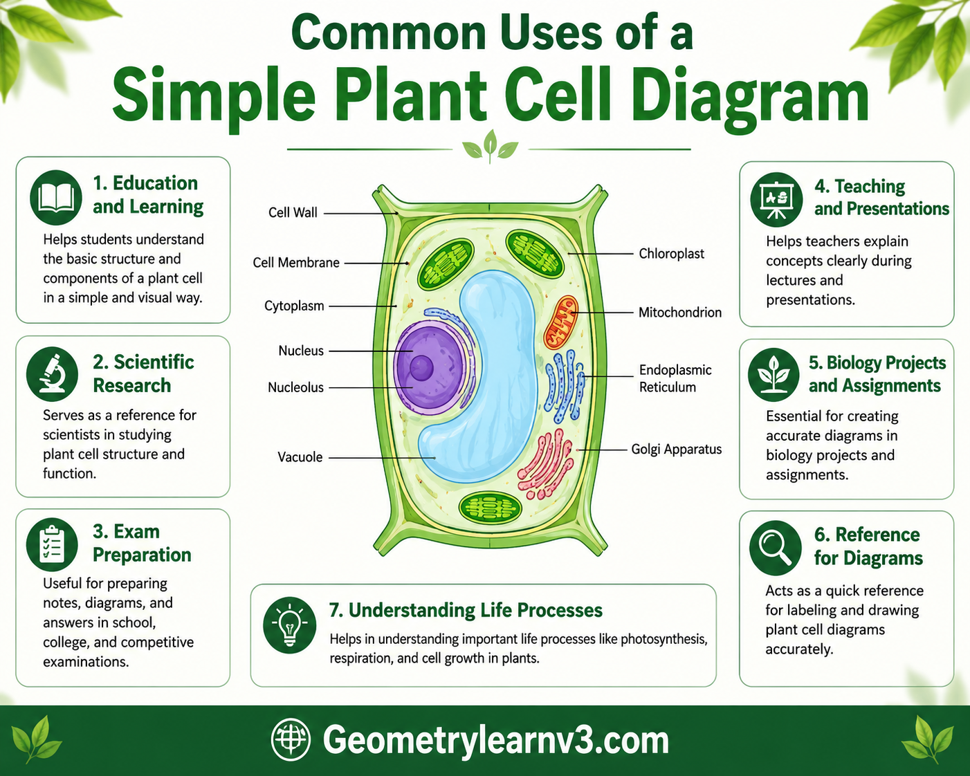 Simple Plant Cell Diagram