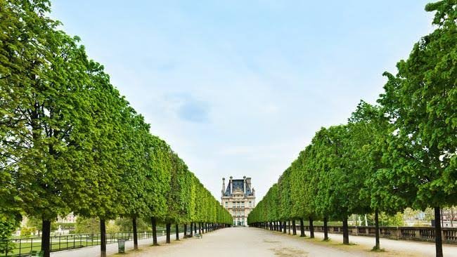 Trees in Paris