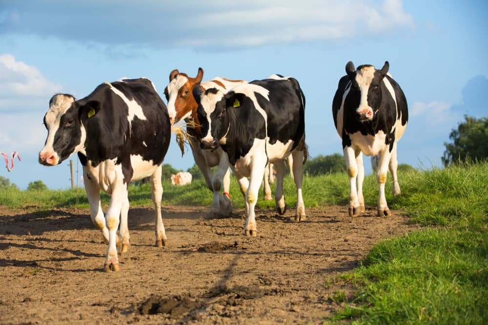 How Many Stomachs Does a Cow Have