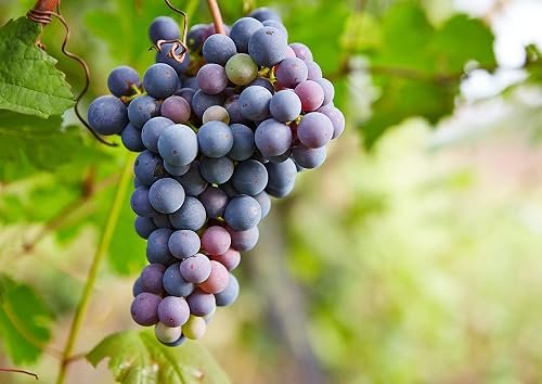 Zante Currant Grape