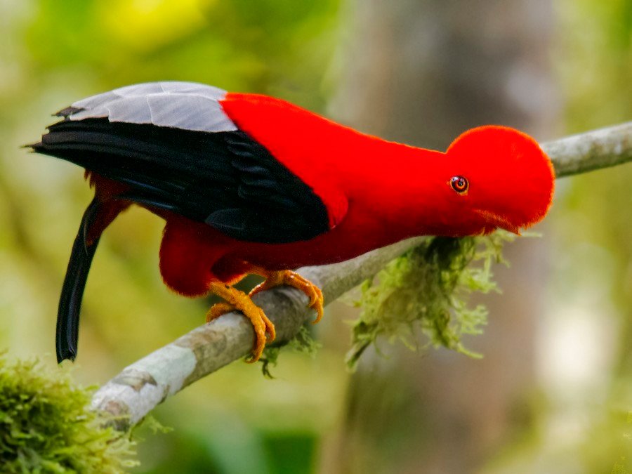 The Andean Cock-of-the-Rock