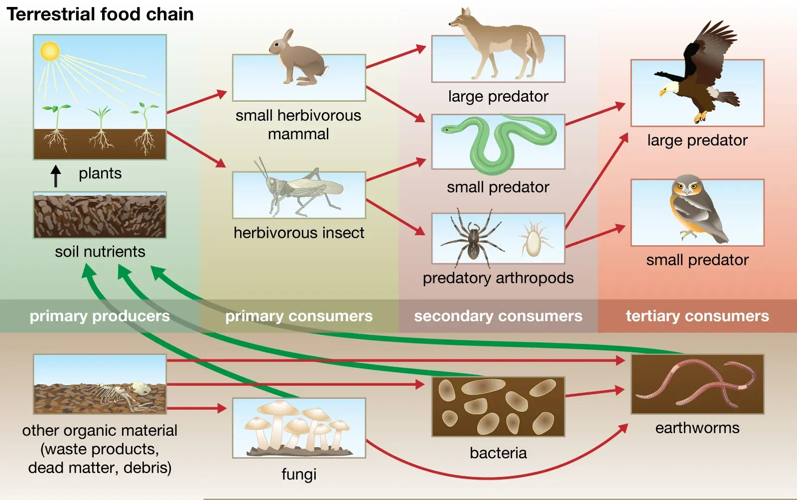 Trophic Levels