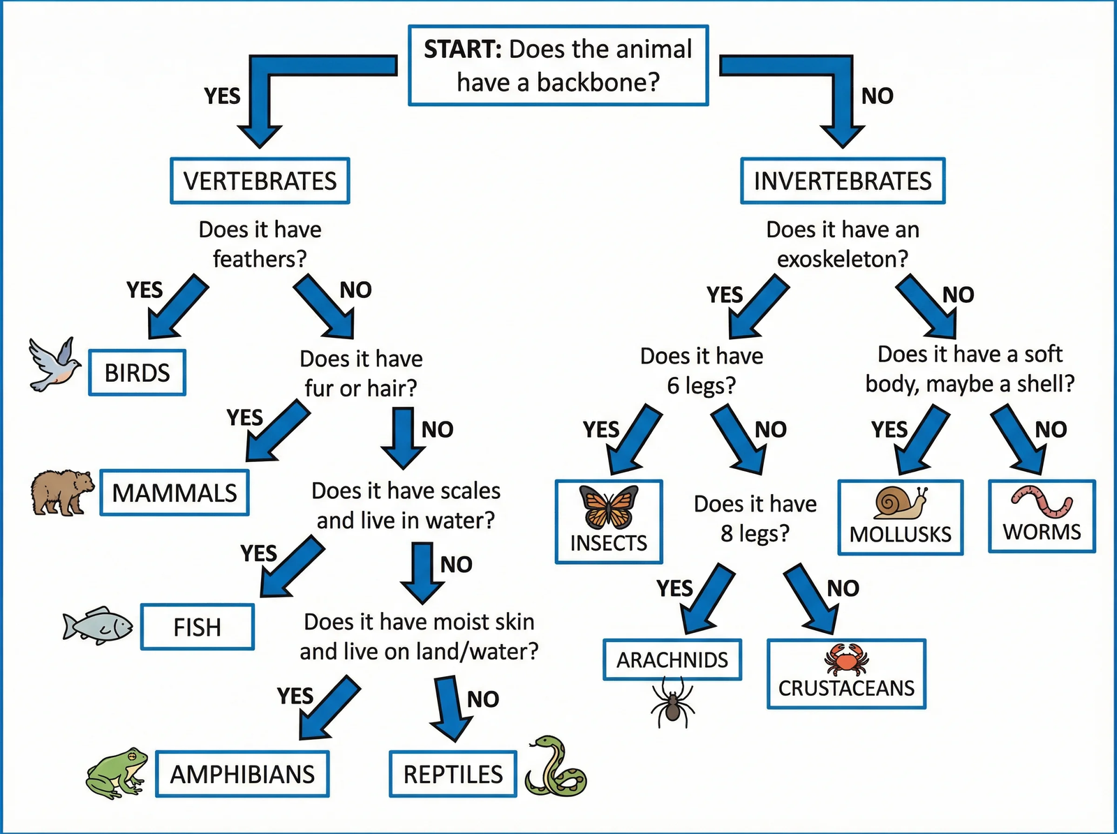 Dichotomous Key