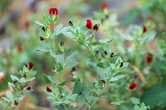 Winged Pea
