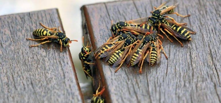 Hornet vs Wasp