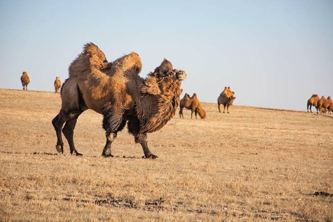 Gobi Desert