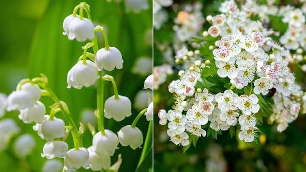 birth flowers by month
