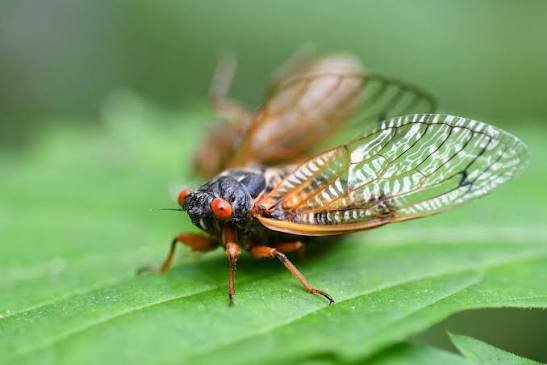 Locust Bug