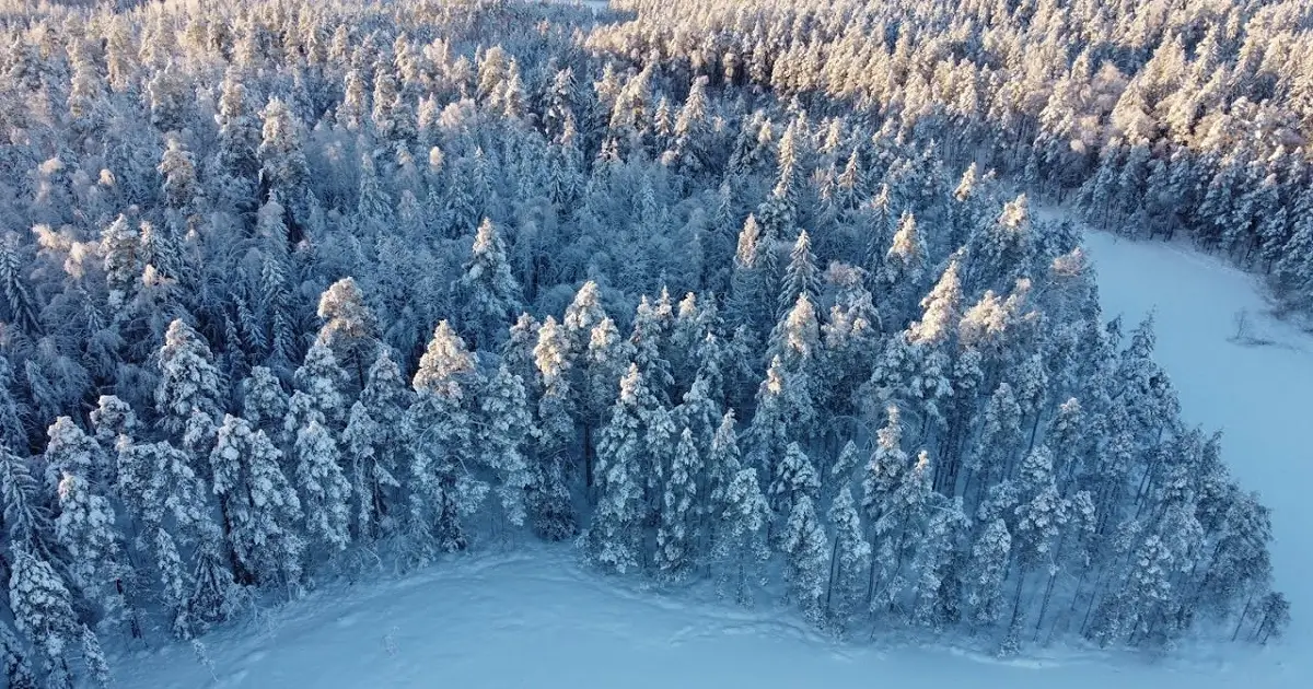 Taiga Biome Climate