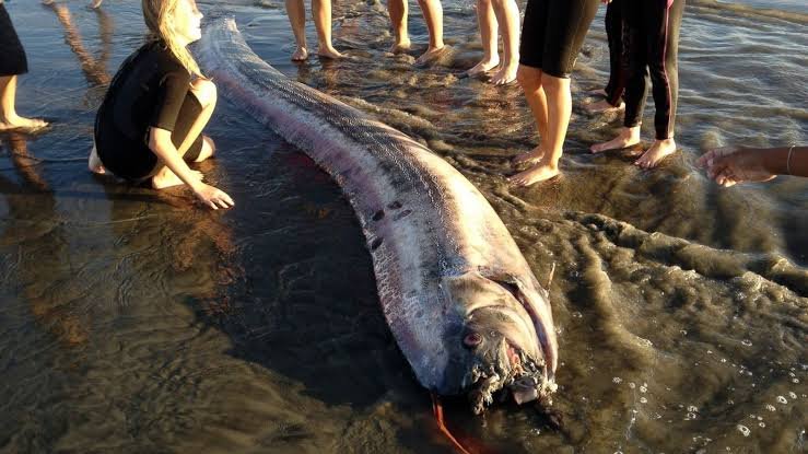 Sea Serpent