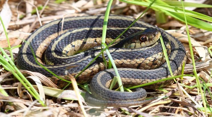 Chicken Snake