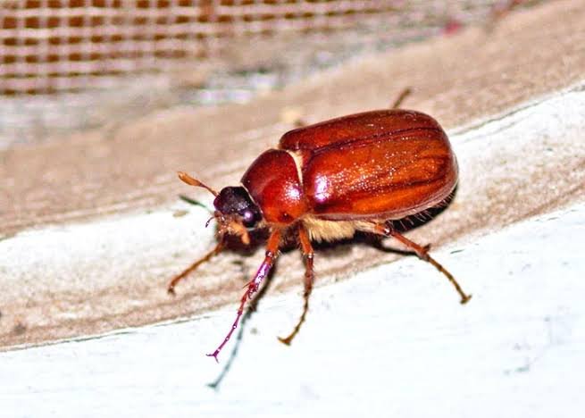 June Bugs