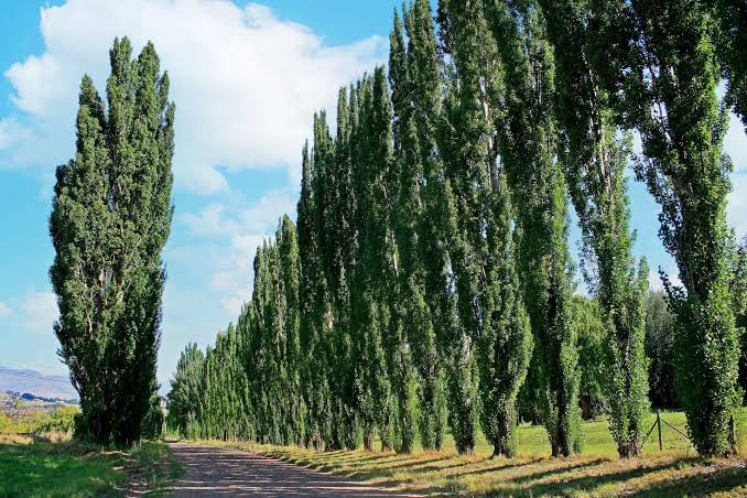 Poplar Tree