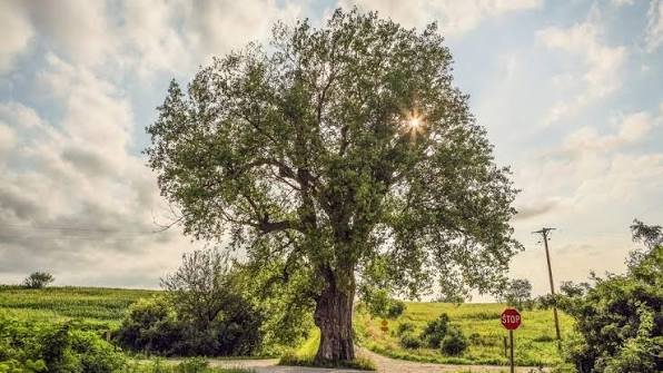 Cottonwood