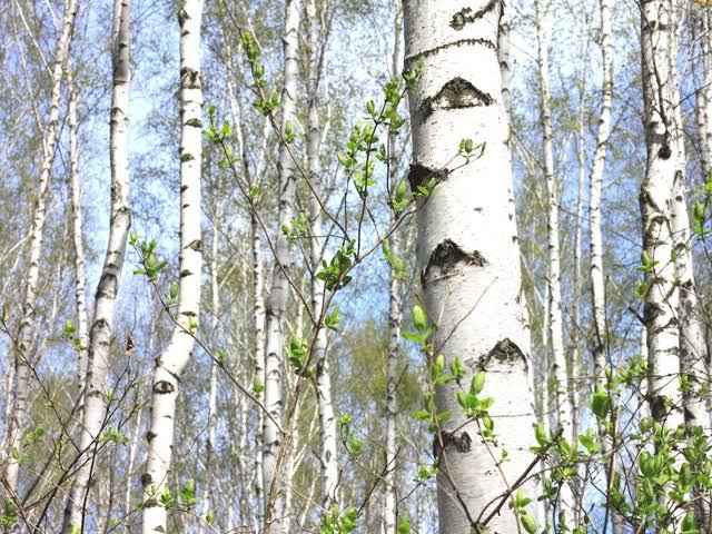 Birch Tree