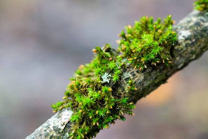 Pioneer Species
