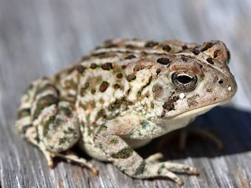 Toads